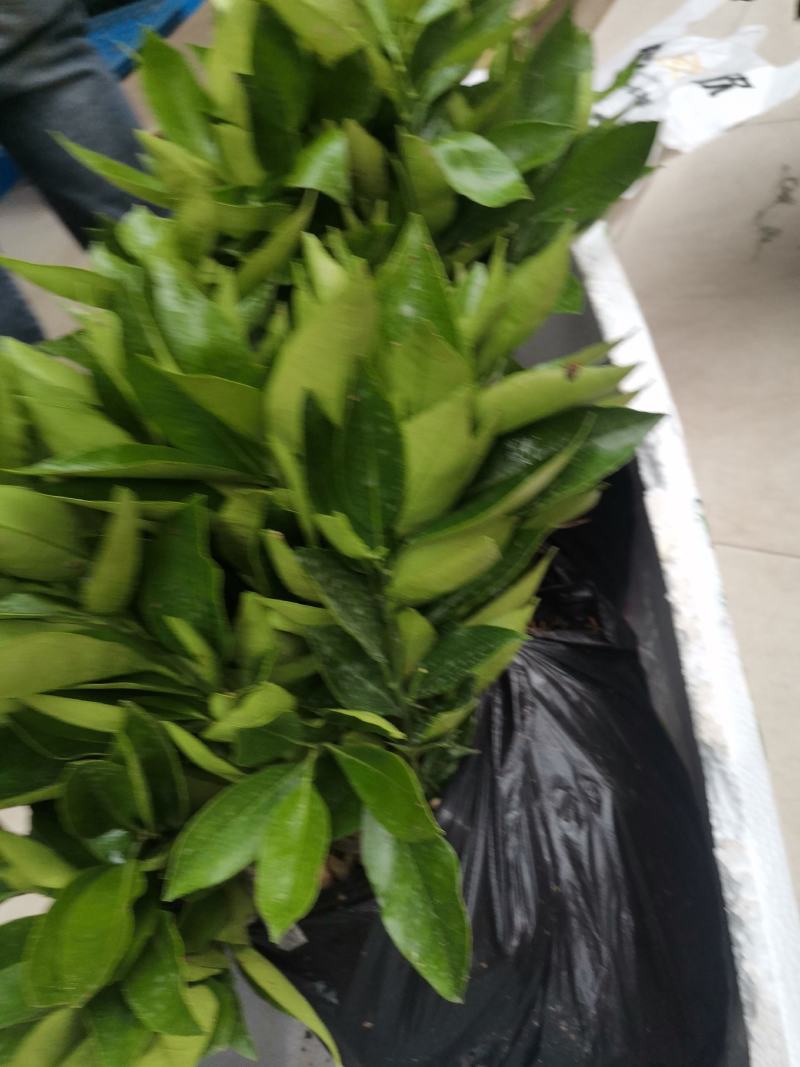 长叶香橙苗（一年苗），原产地品种，品质保证。