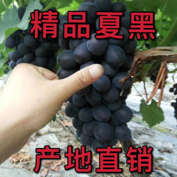 浙江夏黑大量上市口感好串型好果粉厚视频看货