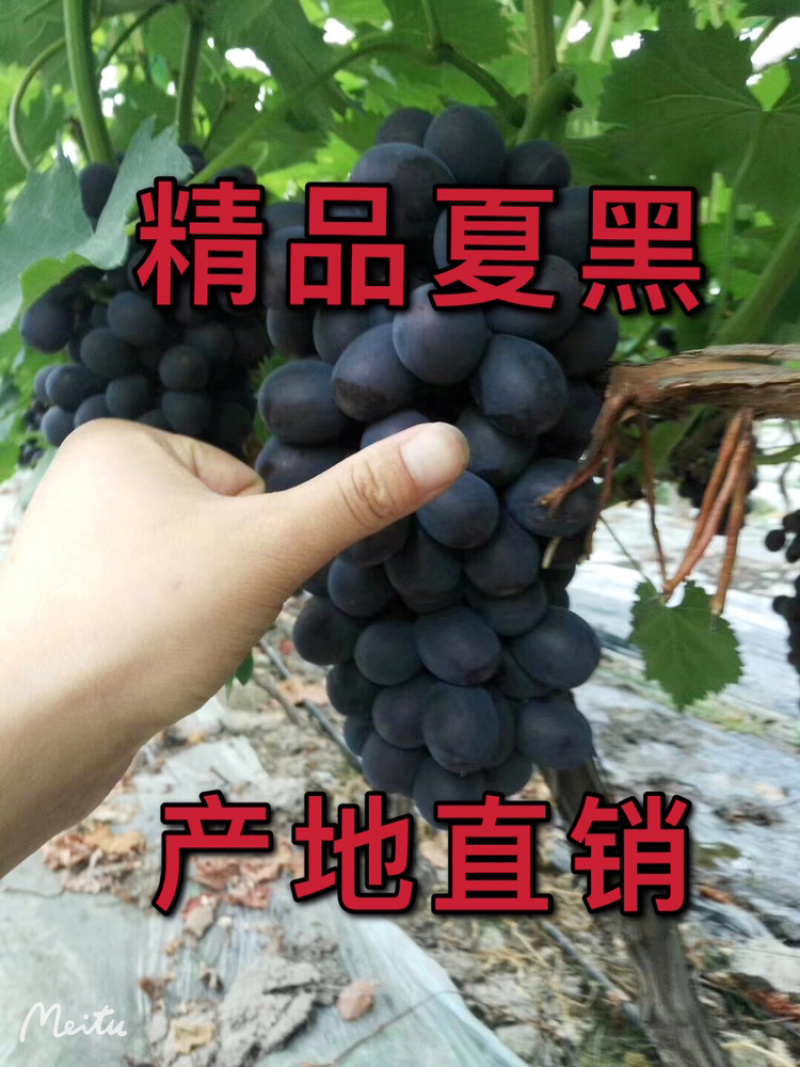 浙江夏黑大量上市口感好串型好果粉厚视频看货