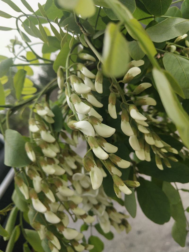 2021新鲜洋槐花，现采现摘，花骨朵