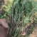 【热卖中】菊花苗品种齐全包技术指导现挖现发