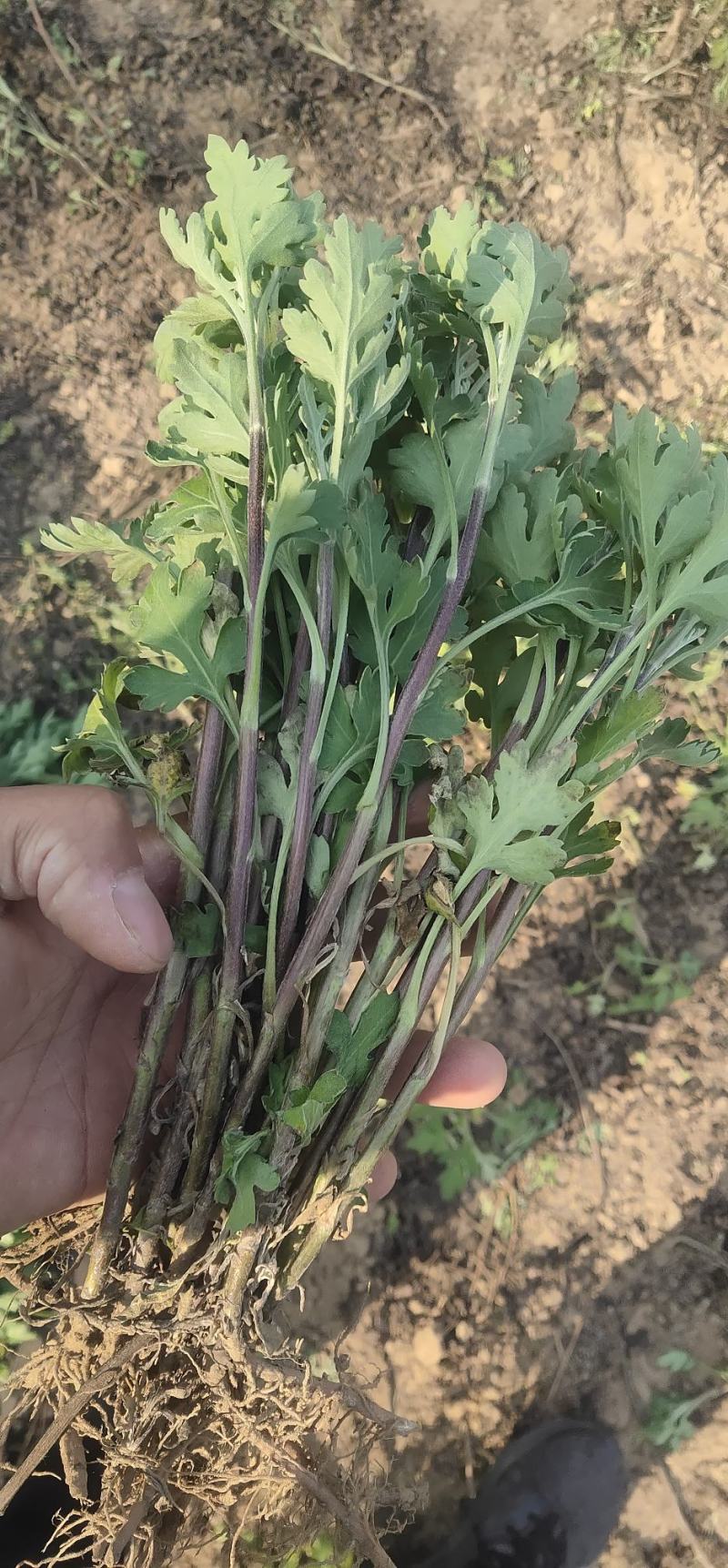 【热卖中】菊花苗品种齐全包技术指导现挖现发