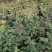 红帽（大花.多色月季）