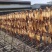 淡干鱿鱼干散装20斤一箱阿根廷鱿鱼红鱿鱼