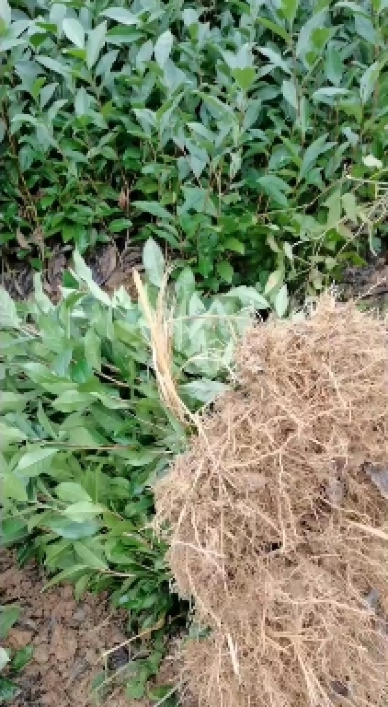 茶树苗
