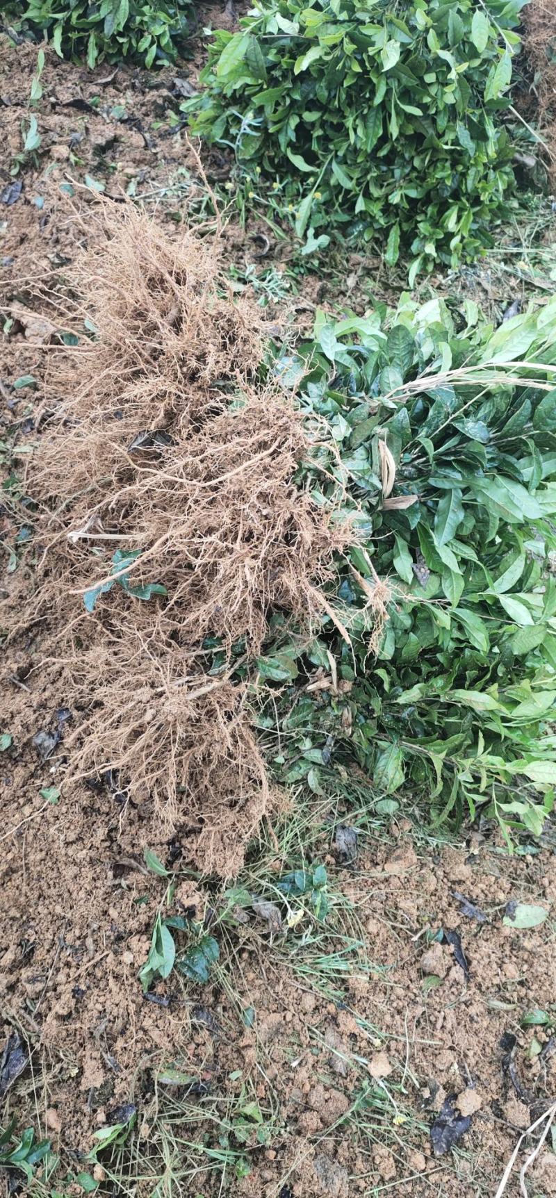 茶树苗