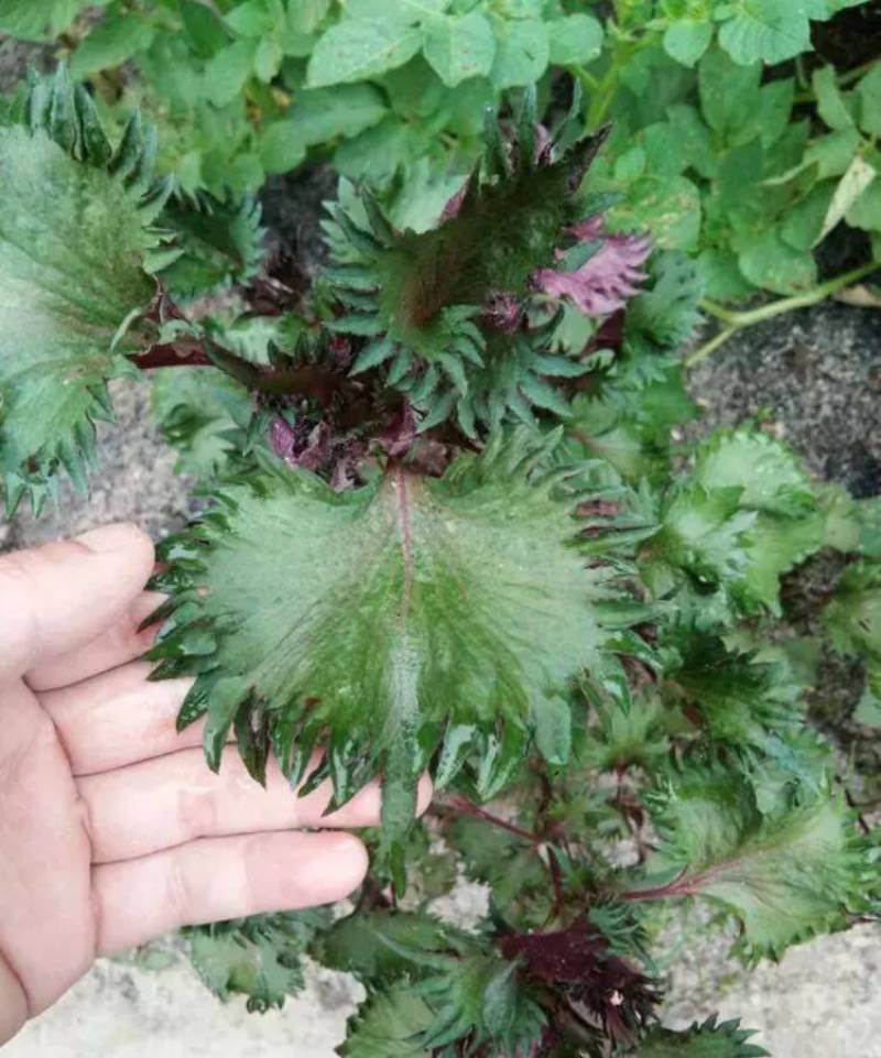 紫苏系列产品香紫苏粉