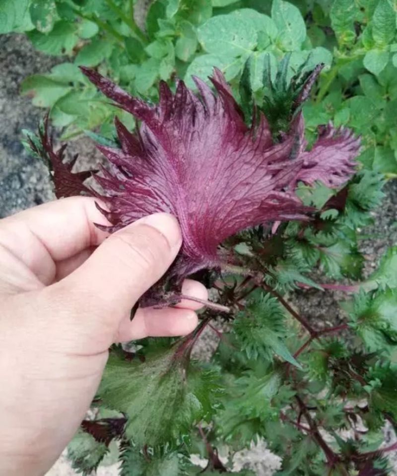 紫苏系列产品香紫苏粉