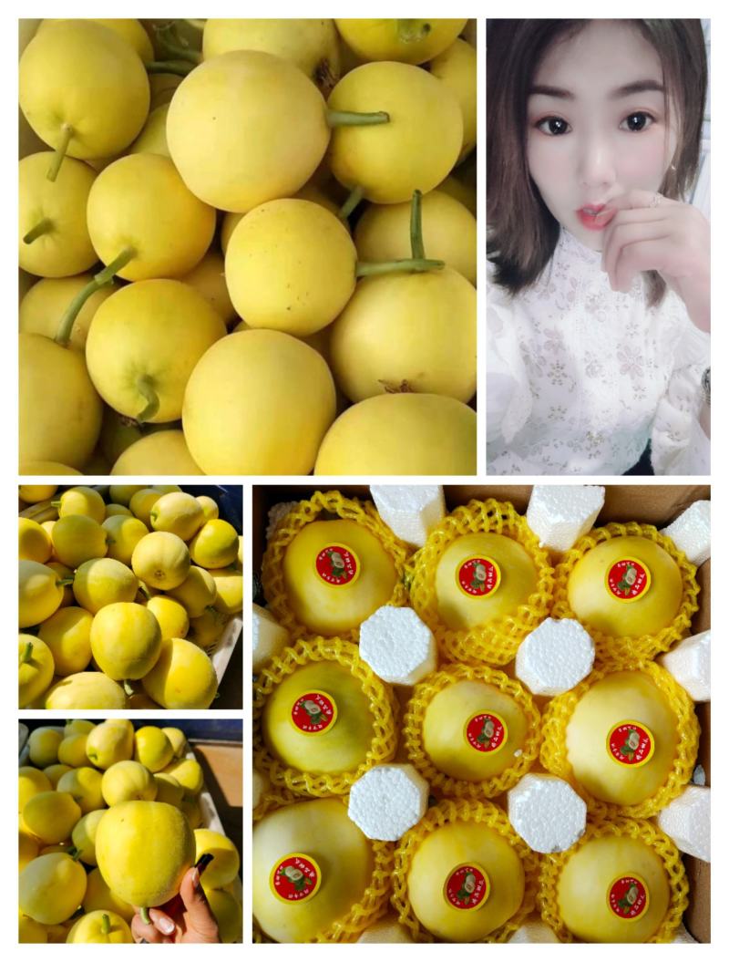 【星甜20甜瓜】山东甜瓜口感脆甜供应各大超市及批发市场