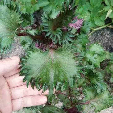 紫苏系列产品新鲜紫苏