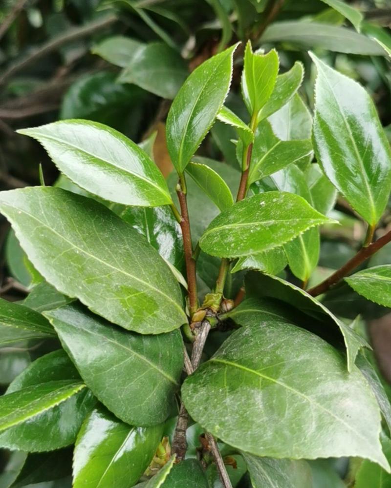 茶叶茶叶种子油茶种子茶花种子茶梅种子茶树种子山茶种子