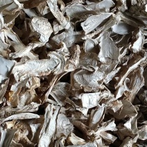 松茸。云南种植松茸