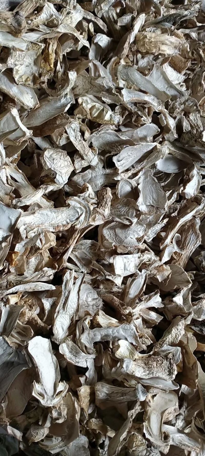 松茸。云南种植松茸