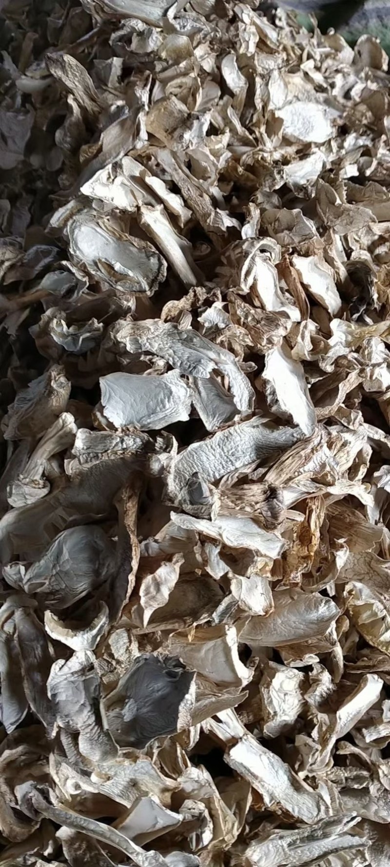 松茸。云南种植松茸