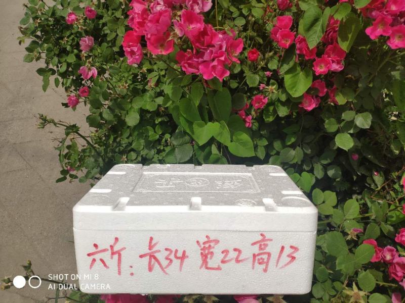 樱桃泡沫箱