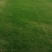 精品百慕大混播草坪