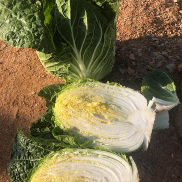 【精品】云南黄心大白菜产地直发一手货源，质量保证