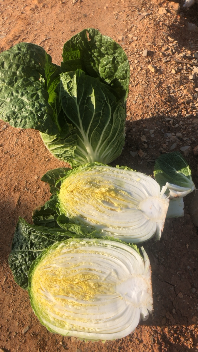 【精品】云南黄心大白菜产地直发一手货源，质量保证