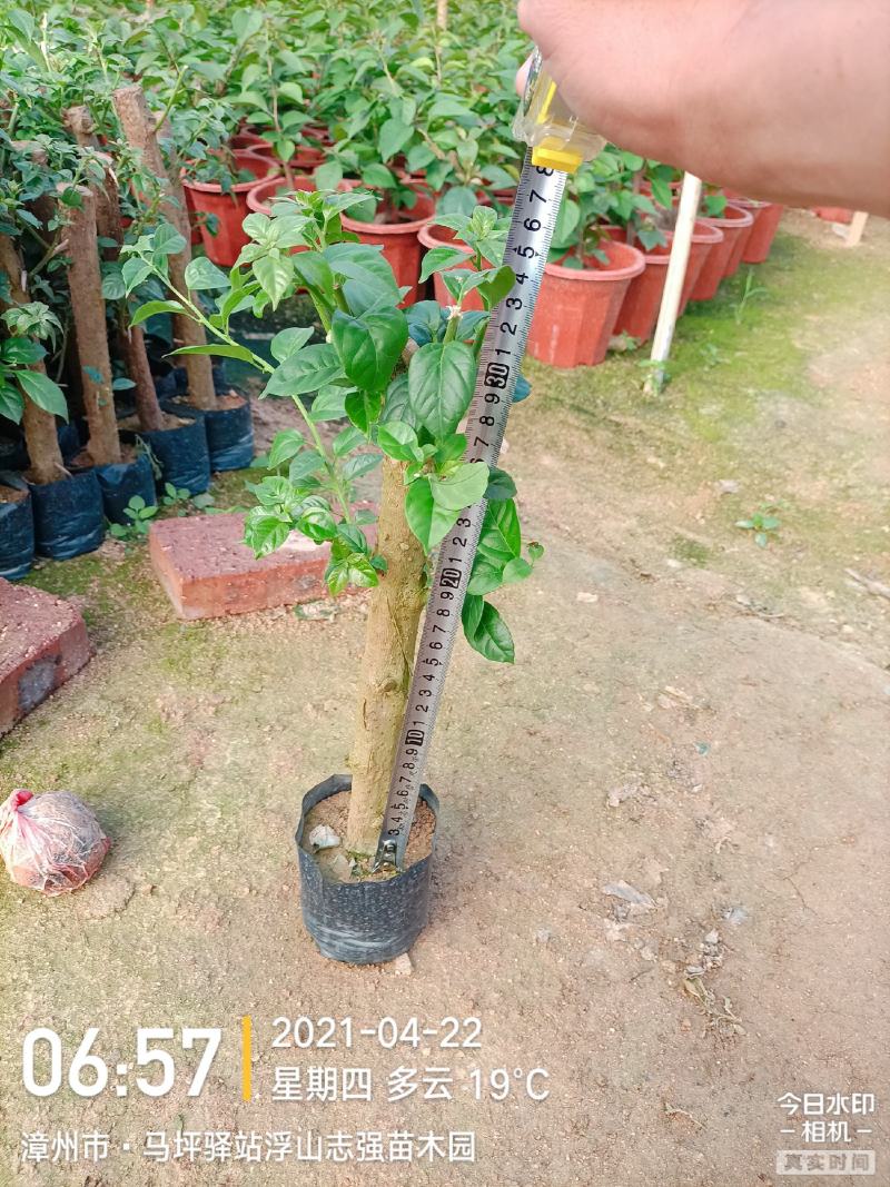 大家好基地直销三角梅云南紫，袋苗，各种规格。物美价廉