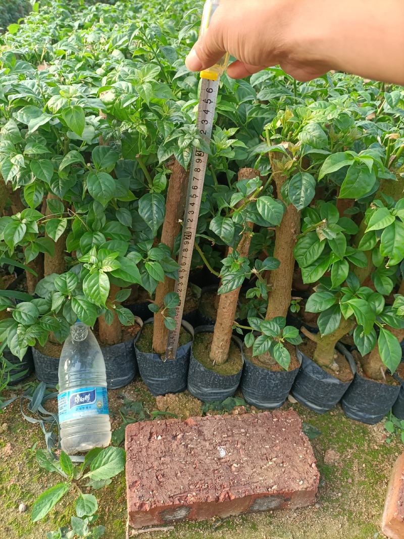 大家好基地直销三角梅云南紫，袋苗，各种规格。物美价廉