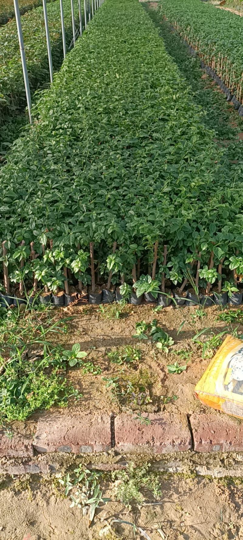 大家好基地直销三角梅云南紫，袋苗，各种规格。物美价廉