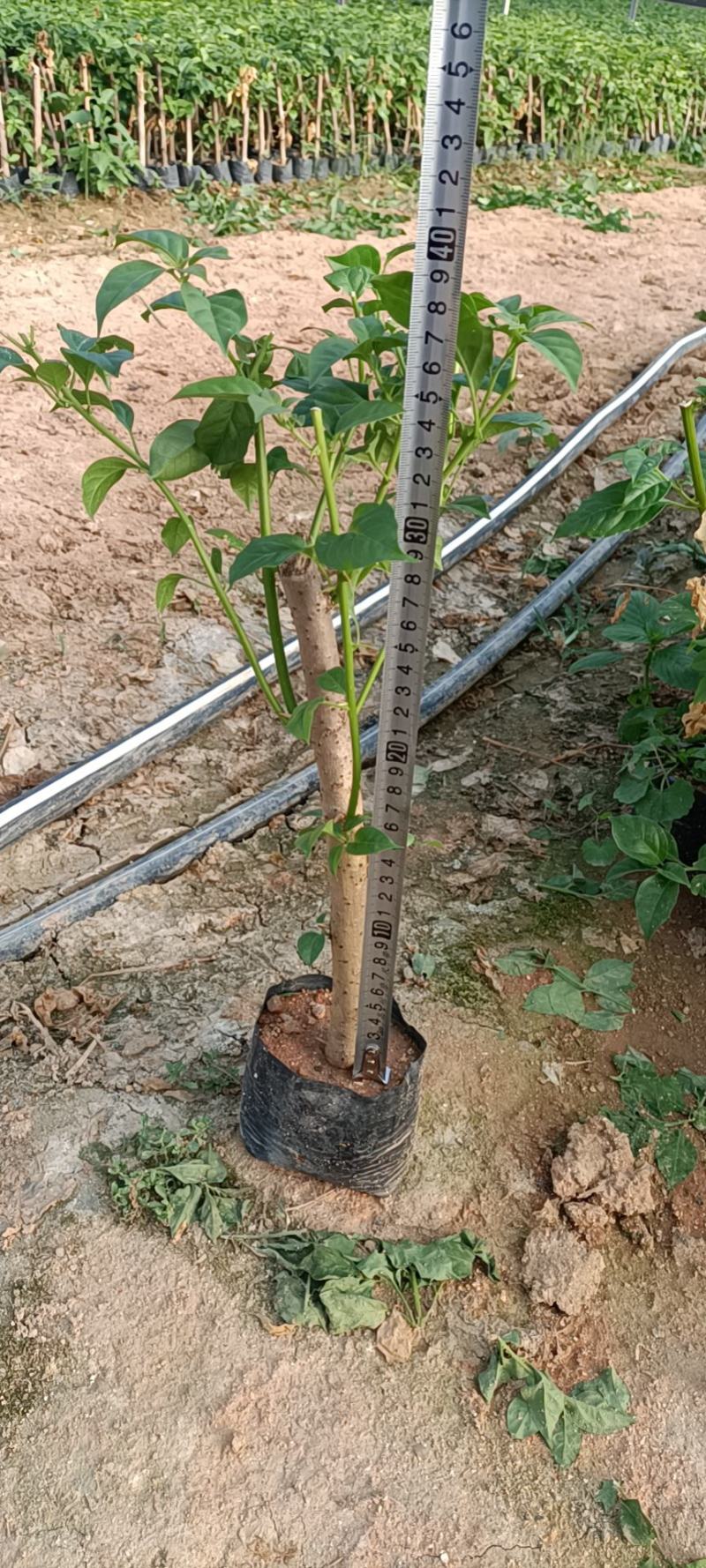 大家好基地直销三角梅云南紫，袋苗，各种规格。物美价廉