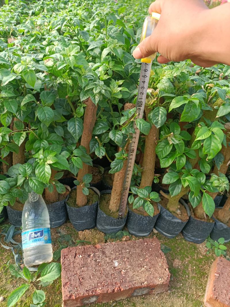 大家好基地直销三角梅云南紫，袋苗，各种规格。物美价廉