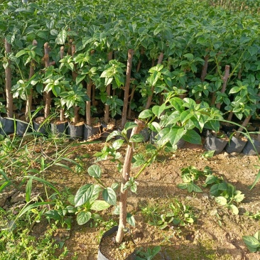 大家好基地直销三角梅云南紫，袋苗，各种规格。物美价廉