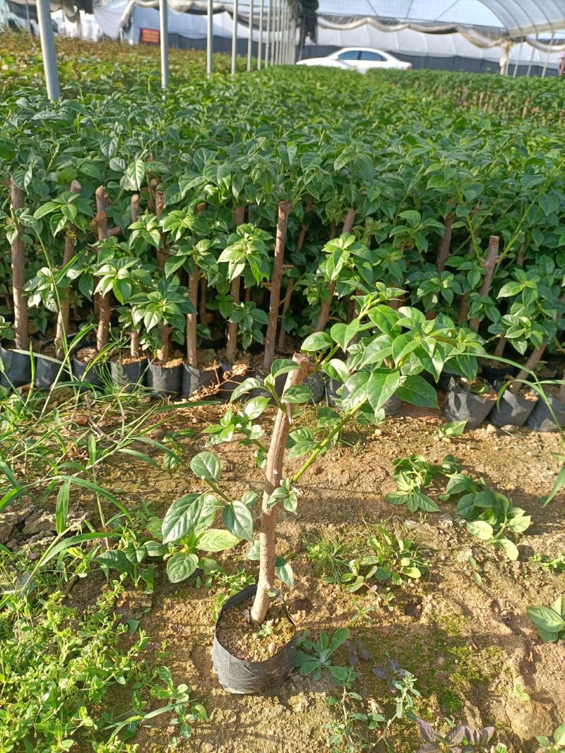 大家好基地直销三角梅云南紫，袋苗，各种规格。物美价廉
