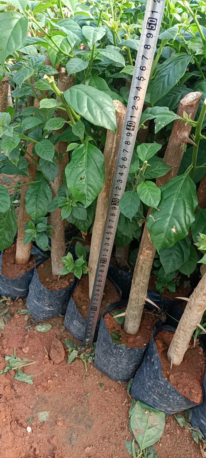 大家好基地直销三角梅云南紫，袋苗，各种规格。物美价廉