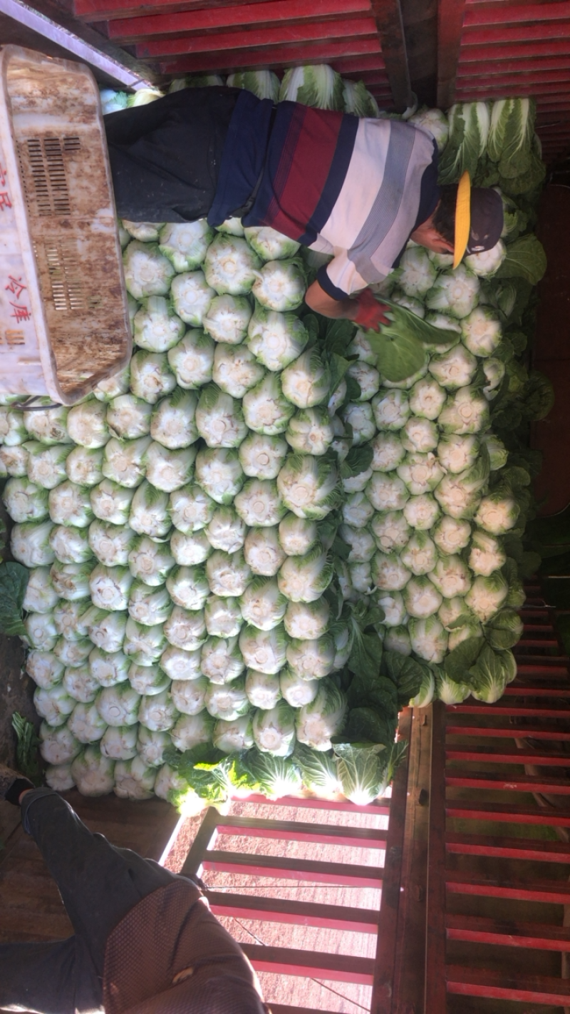 【精品】云南黄心大白菜产地直发一手货源，质量保证