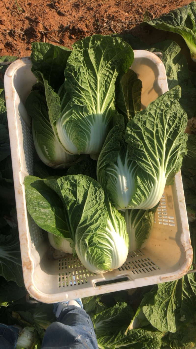 【精品】云南黄心大白菜产地直发一手货源，质量保证