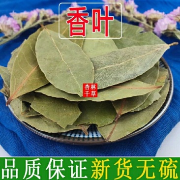 中药材香叶月桂叶炖肉香料樟树叶肉桂叶驱蟑螂虫