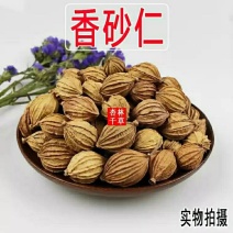 中药材砂仁川砂仁金砂仁香砂仁菜砂仁包邮