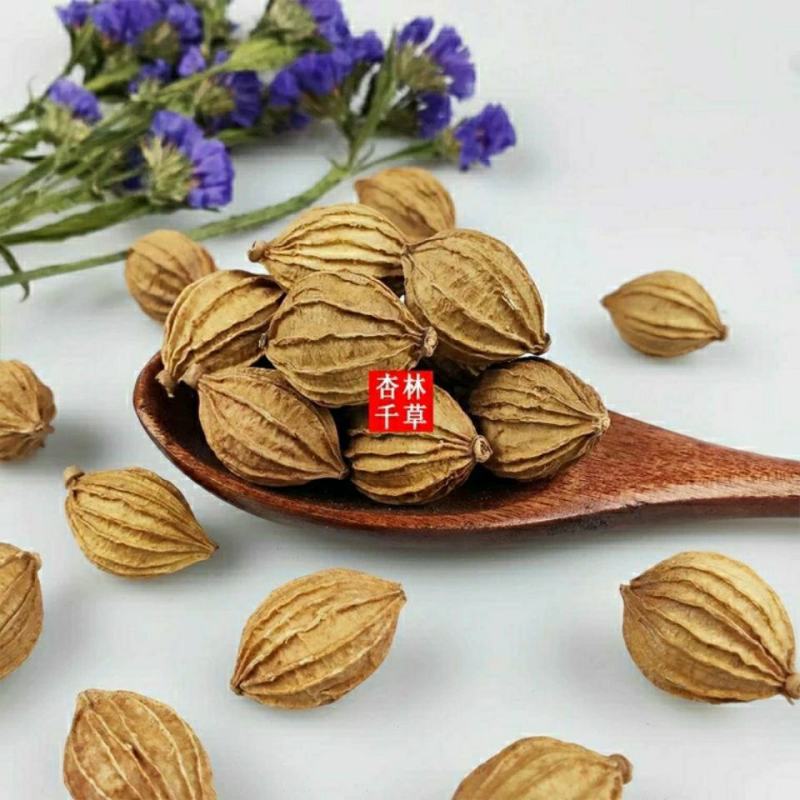 中药材砂仁川砂仁金砂仁香砂仁菜砂仁包邮