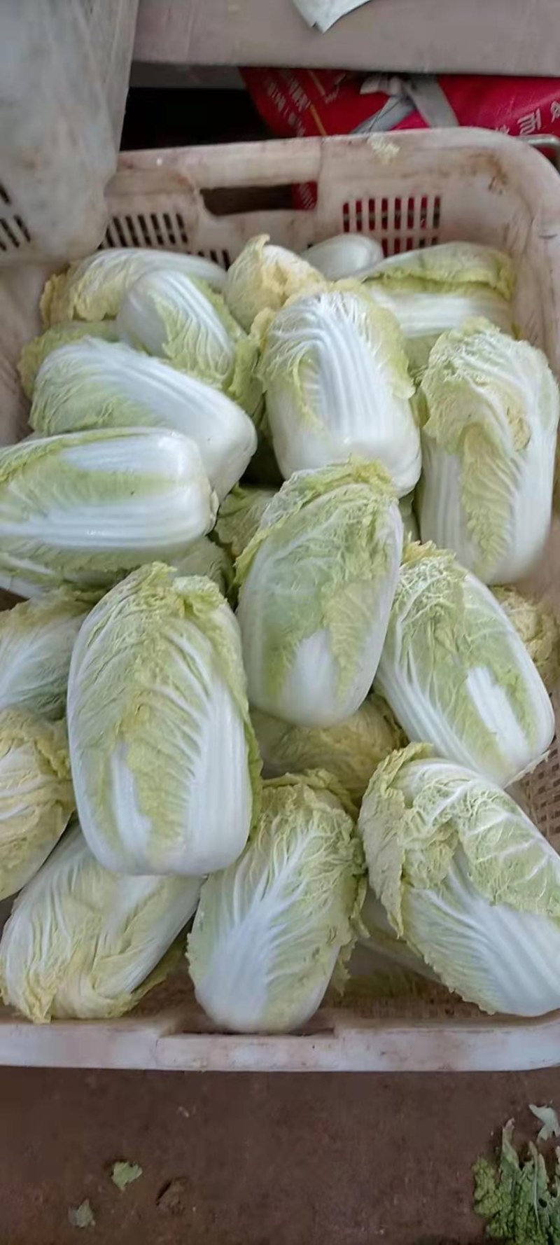 现货精品娃娃菜可各种规格随时上车现货有20吨左右