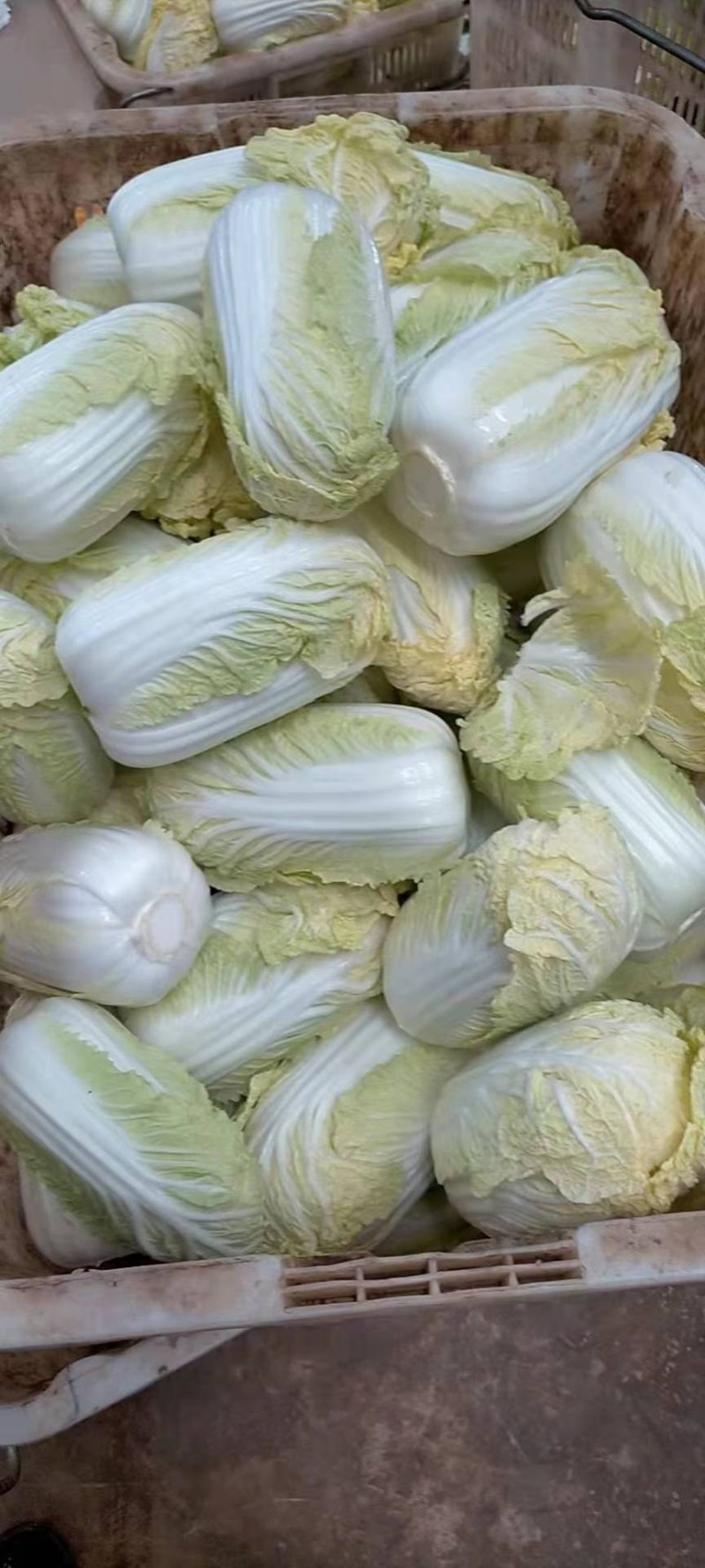 现货精品娃娃菜可各种规格随时上车现货有20吨左右