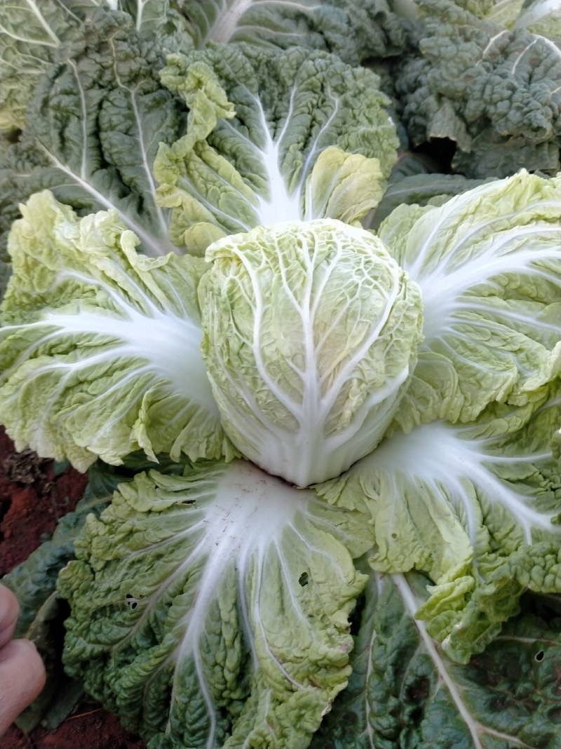 现货精品娃娃菜可各种规格随时上车现货有20吨左右
