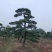 大量供应景观松树造型黑松造型松物美价廉基地直销