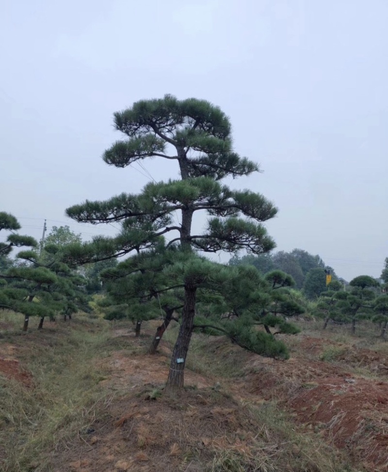大量供应景观松树造型黑松造型松物美价廉基地直销