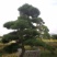 大量供应景观松树造型黑松造型松物美价廉基地直销