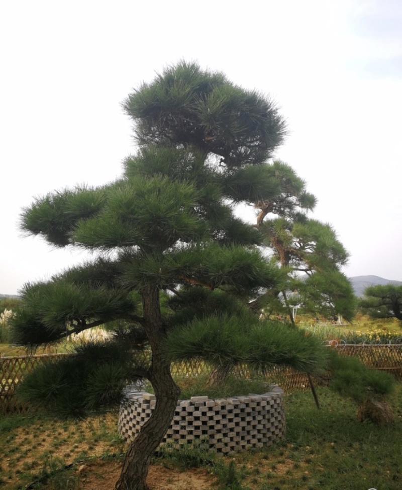 大量供应景观松树造型黑松造型松物美价廉基地直销