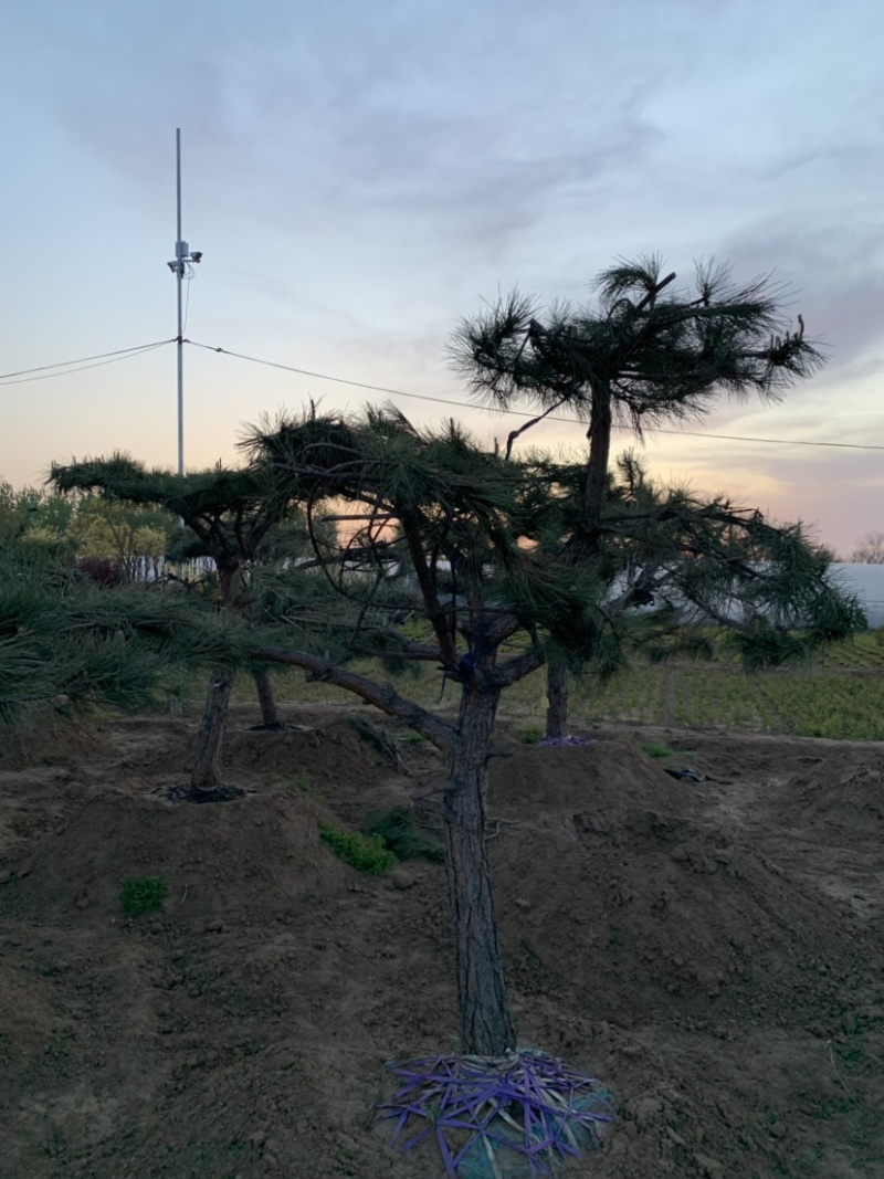 大量供应景观松树造型黑松造型松物美价廉基地直销