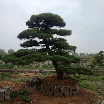 大量供应景观松树造型黑松造型松物美价廉基地直销