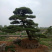 大量供应景观松树造型黑松造型松物美价廉基地直销