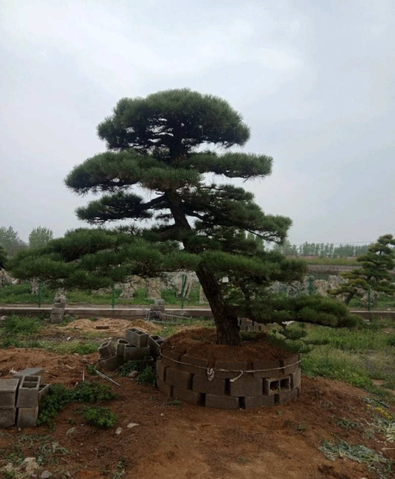 大量供应景观松树造型黑松造型松物美价廉基地直销