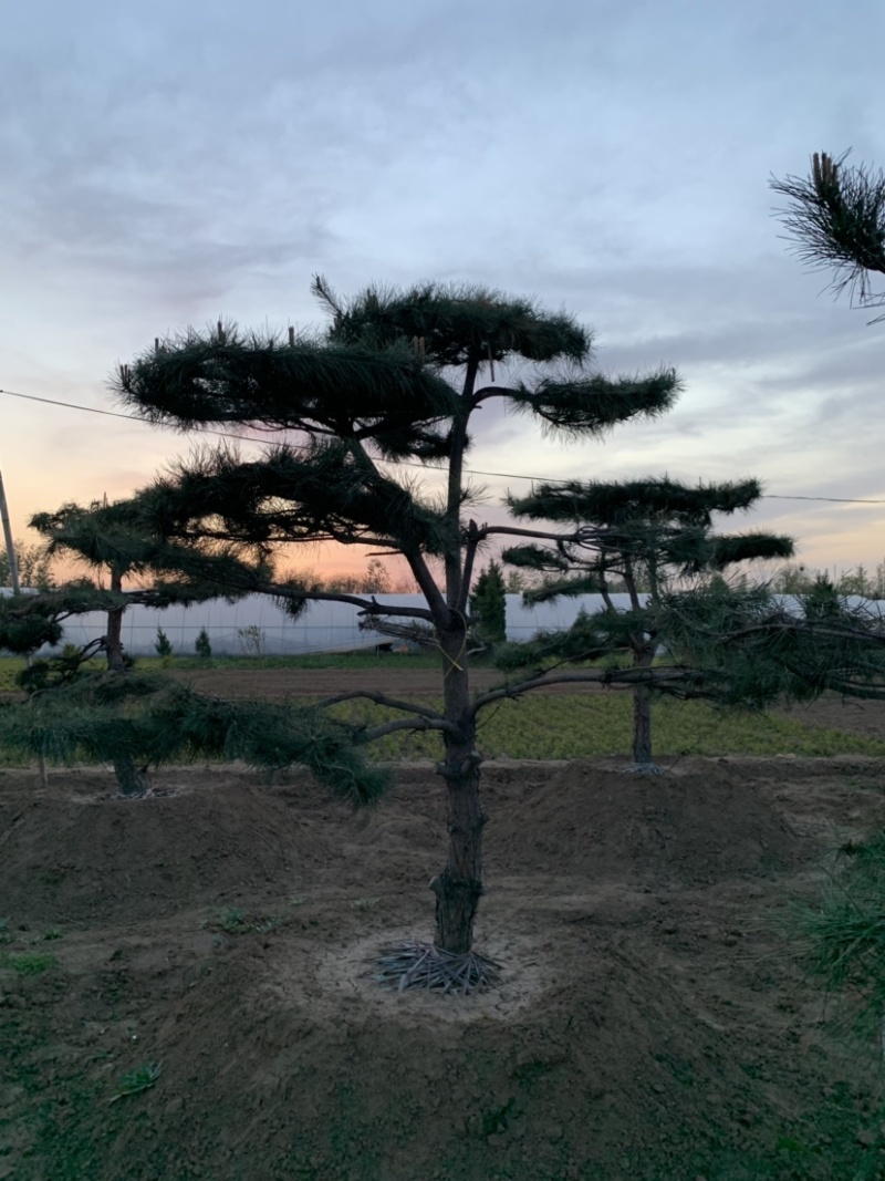 大量供应景观松树造型黑松造型松物美价廉基地直销