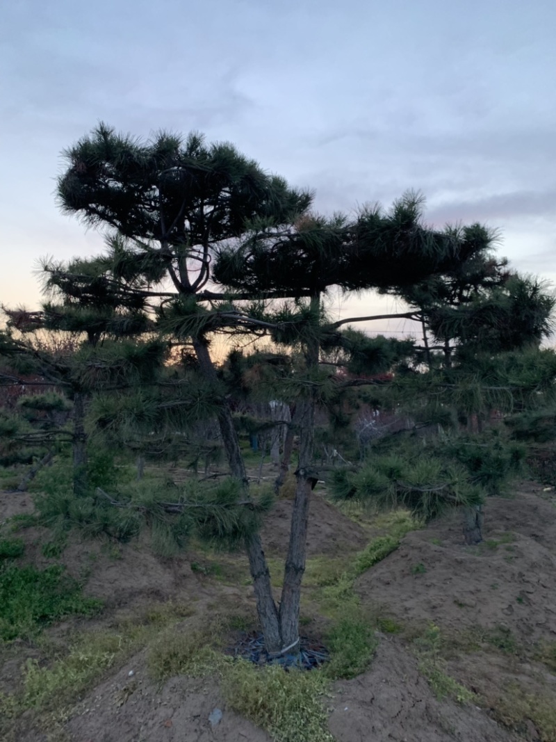 大量供应景观松树造型黑松造型松物美价廉基地直销