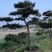 大量供应景观松树造型黑松造型松物美价廉基地直销