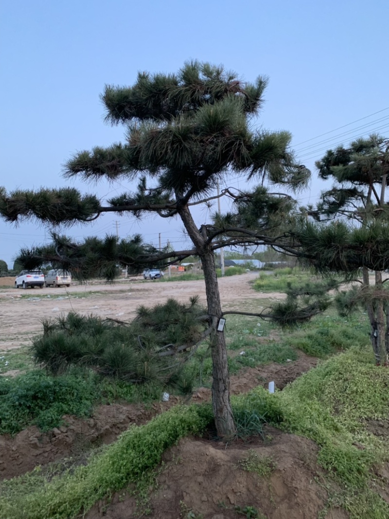 大量供应景观松树造型黑松造型松物美价廉基地直销